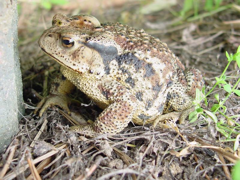 Korean Common Toad (Bufo bufo gargarizans) {!--두꺼비-->; DISPLAY FULL IMAGE.