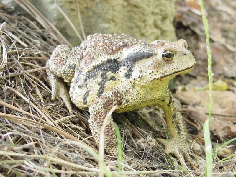 Korean Common Toad (Bufo bufo gargarizans) {!--두꺼비-->; DISPLAY FULL IMAGE.