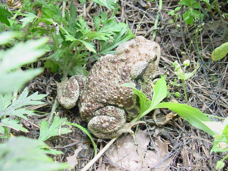 Korean Common Toad (Bufo bufo gargarizans) {!--두꺼비-->; DISPLAY FULL IMAGE.