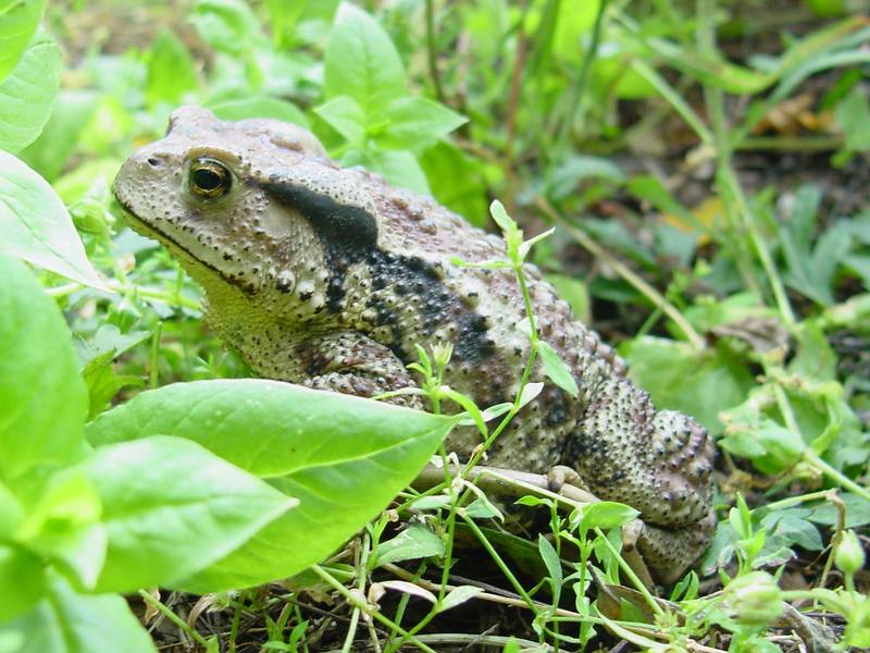 Korean Common Toad (Bufo bufo gargarizans) {!--두꺼비-->; DISPLAY FULL IMAGE.