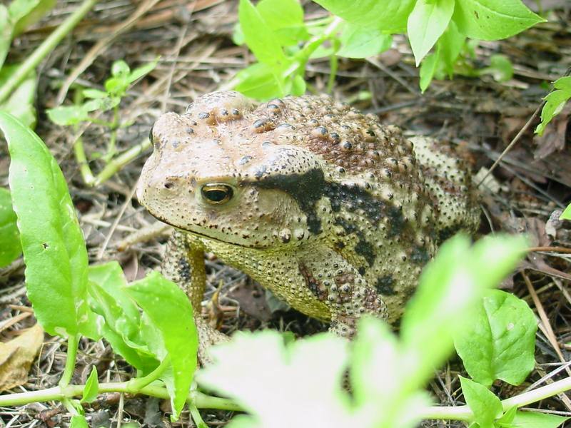 Korean Common Toad (Bufo bufo gargarizans) {!--두꺼비-->; DISPLAY FULL IMAGE.