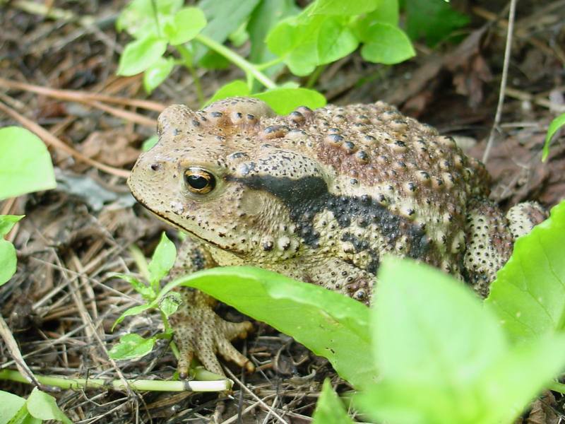 Korean Common Toad (Bufo bufo gargarizans) {!--두꺼비-->; DISPLAY FULL IMAGE.