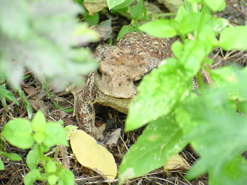 Korean Common Toad (Bufo bufo gargarizans) {!--두꺼비-->; DISPLAY FULL IMAGE.