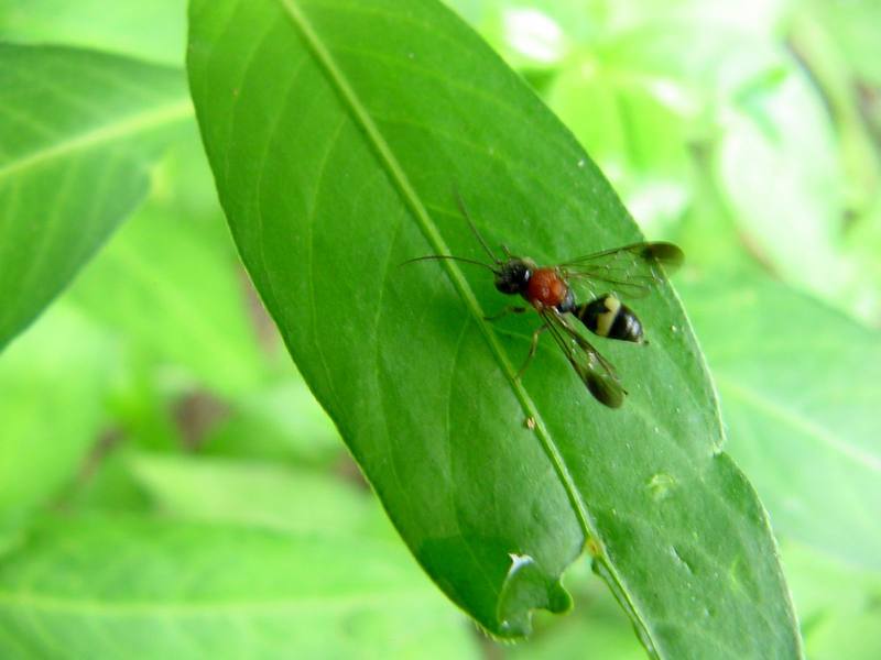 Alpine greenbottle (Lucilia ampullacea) {!--산금파리-->; DISPLAY FULL IMAGE.