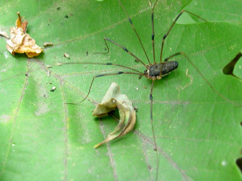 Daddy Longlegs {!--장님거미-->; DISPLAY FULL IMAGE.