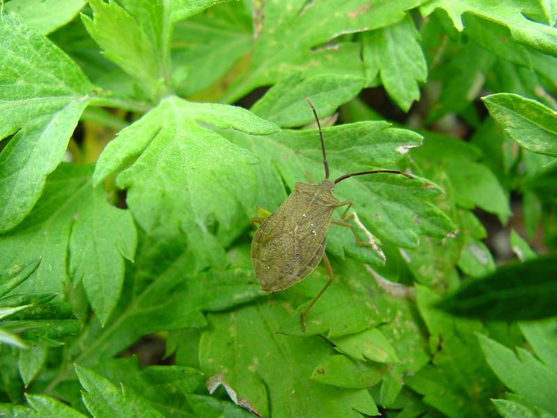 넓적배허리노린재 Homoeocerus  dilatatus (Stink bug); DISPLAY FULL IMAGE.