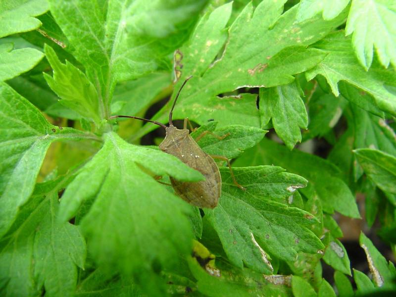 넓적배허리노린재 Homoeocerus dilatatus (Stink bug); DISPLAY FULL IMAGE.