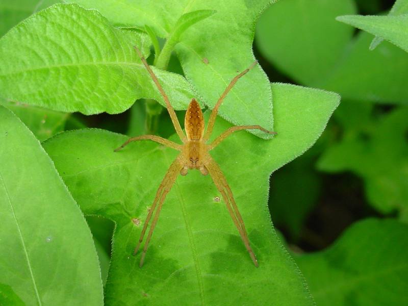 Spider {!--황닷거미-->; DISPLAY FULL IMAGE.