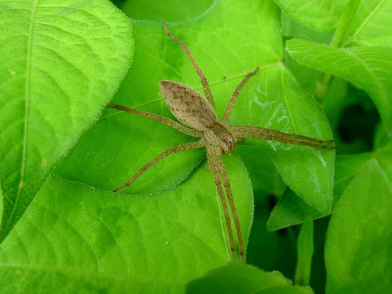 Spider {!--황닷거미-->; DISPLAY FULL IMAGE.