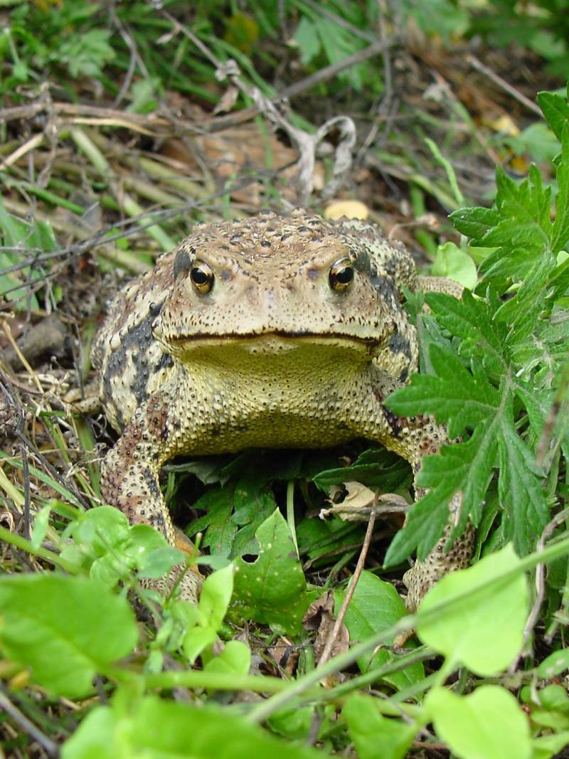 Korean Common Toad (Bufo bufo gargarizans) {!--두꺼비-->; DISPLAY FULL IMAGE.