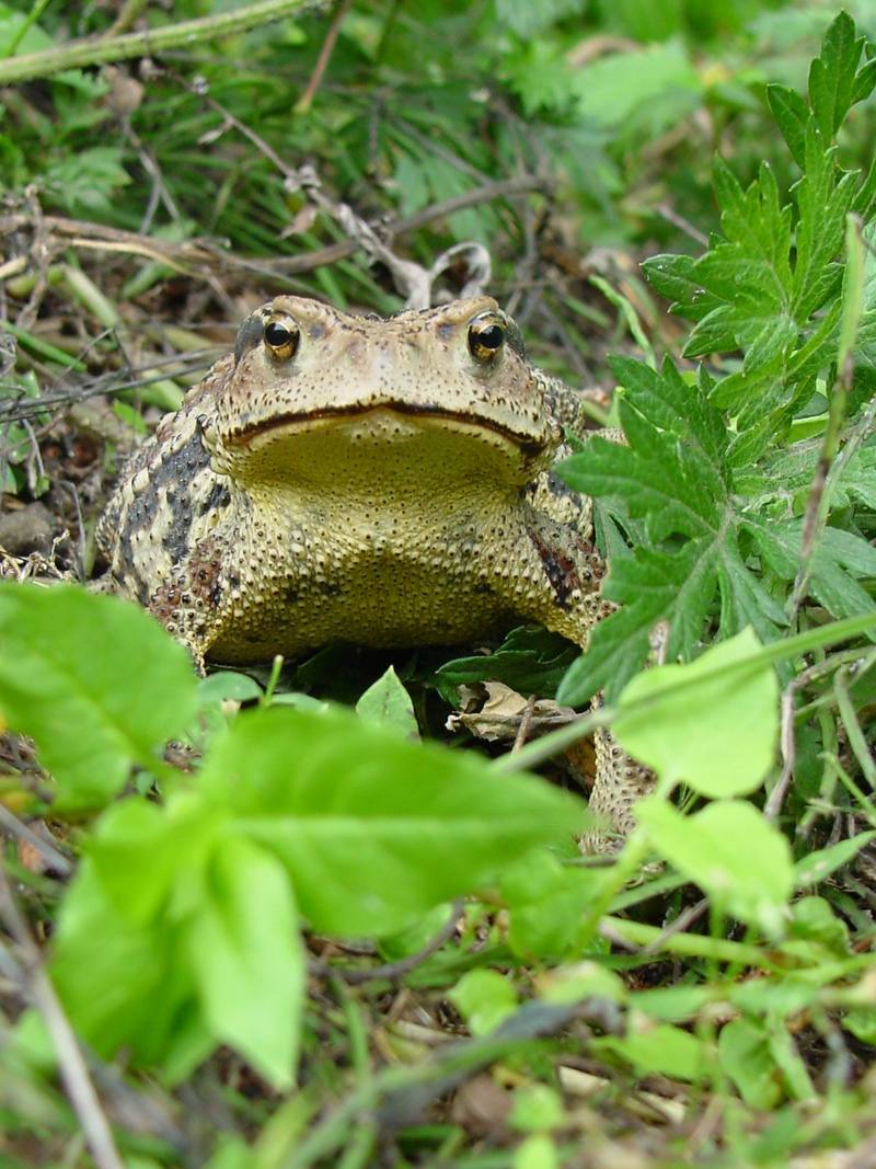 Korean Common Toad (Bufo bufo gargarizans) {!--두꺼비-->; DISPLAY FULL IMAGE.