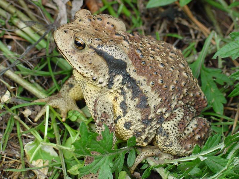 Korean Common Toad (Bufo bufo gargarizans) {!--두꺼비-->; DISPLAY FULL IMAGE.