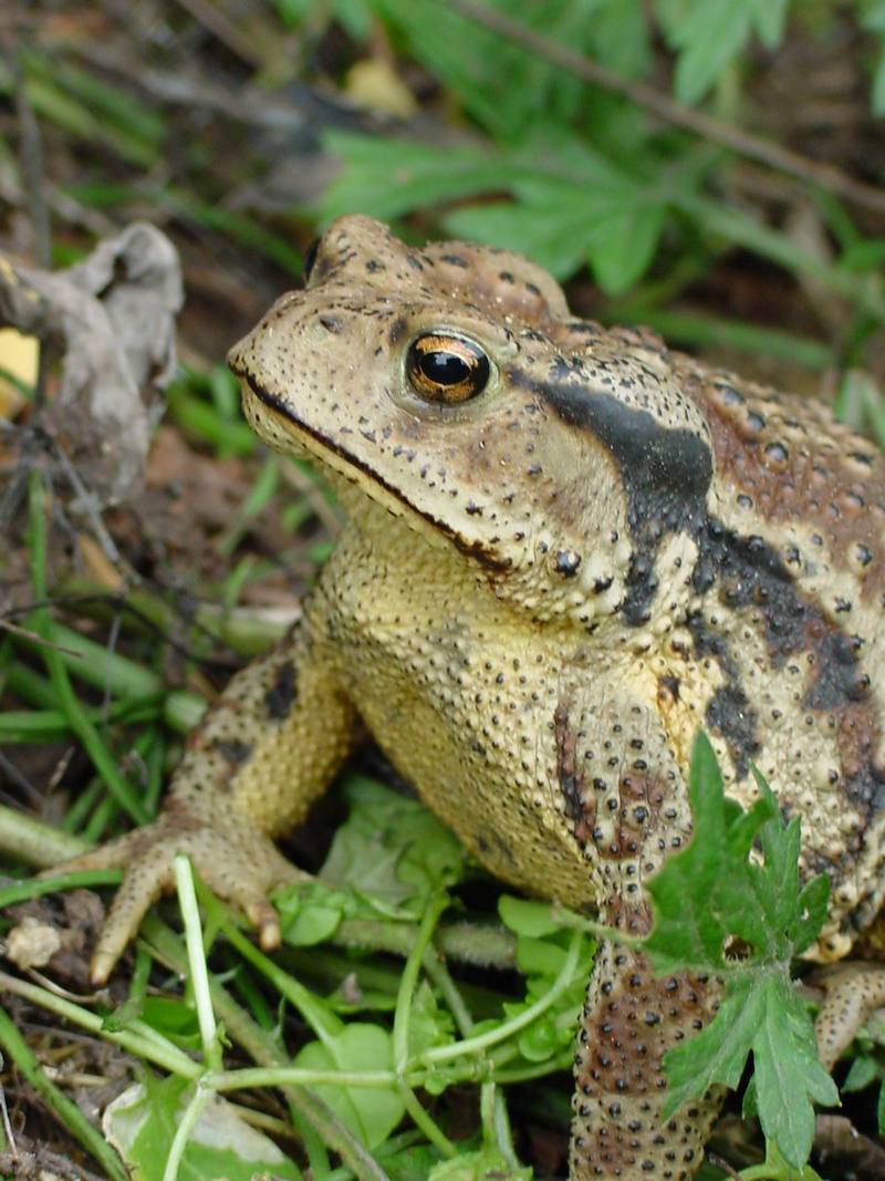 Korean Common Toad (Bufo bufo gargarizans) {!--두꺼비-->; DISPLAY FULL IMAGE.