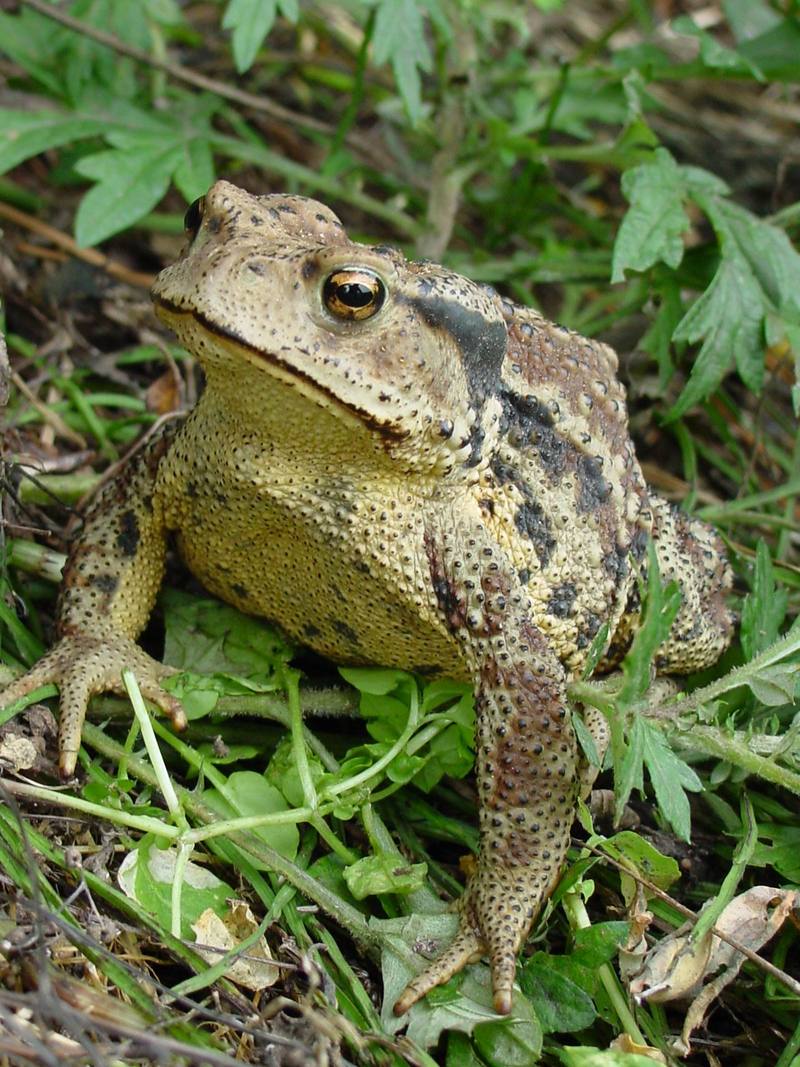 Korean Common Toad (Bufo bufo gargarizans) {!--두꺼비-->; DISPLAY FULL IMAGE.
