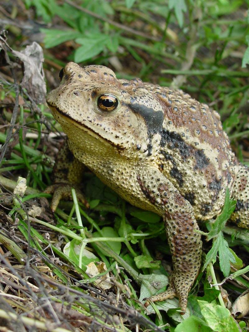 Korean Common Toad (Bufo bufo gargarizans) {!--두꺼비-->; DISPLAY FULL IMAGE.