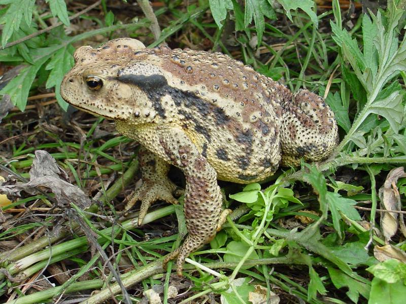 Korean Common Toad (Bufo bufo gargarizans) {!--두꺼비-->; DISPLAY FULL IMAGE.