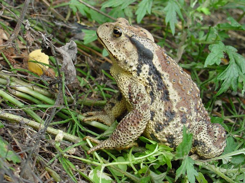 Korean Common Toad (Bufo bufo gargarizans) {!--두꺼비-->; DISPLAY FULL IMAGE.