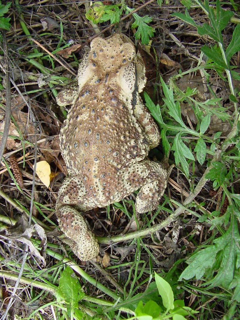 Korean Common Toad (Bufo bufo gargarizans) {!--두꺼비-->; DISPLAY FULL IMAGE.