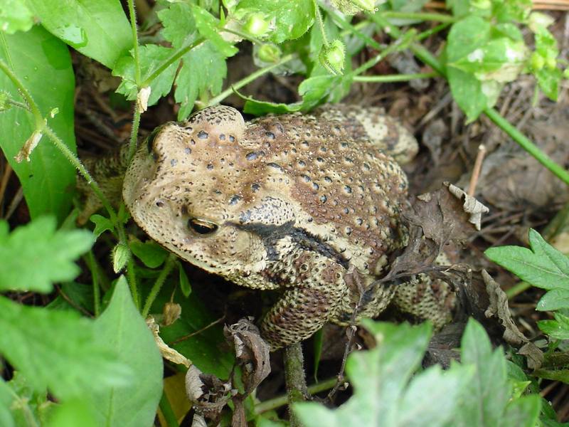 Korean Common Toad (Bufo bufo gargarizans) {!--두꺼비-->; DISPLAY FULL IMAGE.