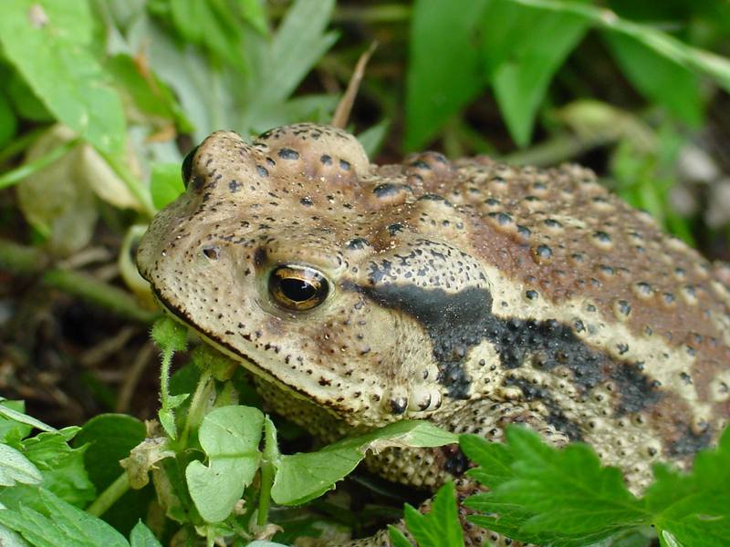 Korean Common Toad (Bufo bufo gargarizans) {!--두꺼비-->; DISPLAY FULL IMAGE.