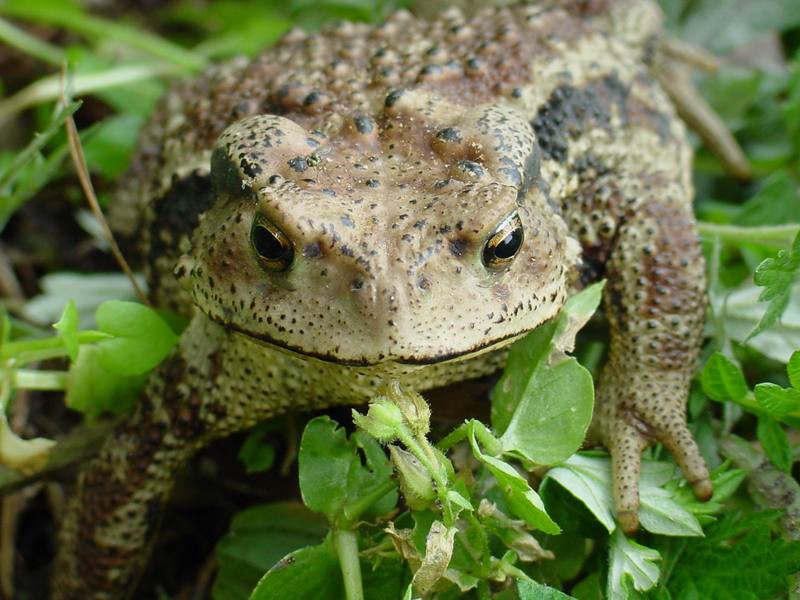 Korean Common Toad (Bufo bufo gargarizans) {!--두꺼비-->; DISPLAY FULL IMAGE.