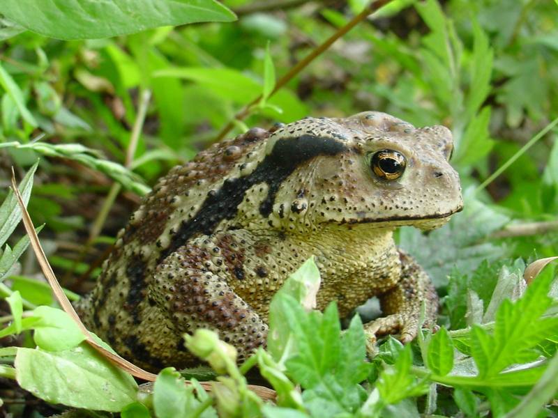 Korean Common Toad (Bufo bufo gargarizans) {!--두꺼비-->; DISPLAY FULL IMAGE.