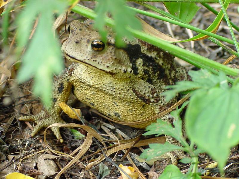 Korean Common Toad (Bufo bufo gargarizans) {!--두꺼비-->; DISPLAY FULL IMAGE.