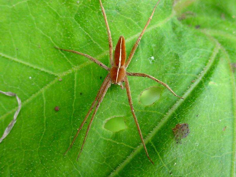 Spider {!--황닷거미-->; DISPLAY FULL IMAGE.