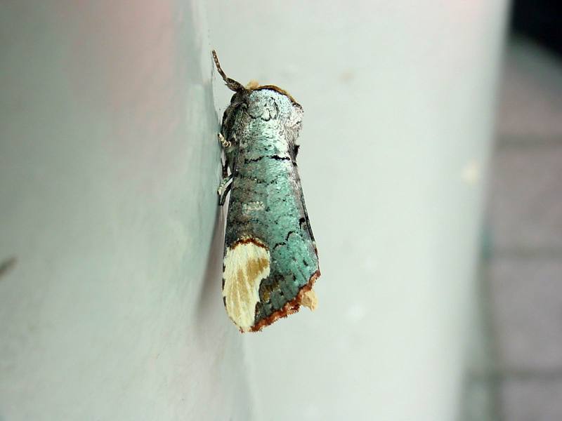 Yellow-tipped prominent moth - Phalera assimilis (Bremer & Grey, 1852) {!--참나무재주나방,재주나방-->; DISPLAY FULL IMAGE.