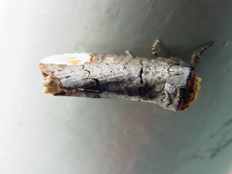 Yellow-tipped prominent moth - Phalera assimilis (Bremer & Grey, 1852) {!--참나무재주나방,재주나방-->; DISPLAY FULL IMAGE.