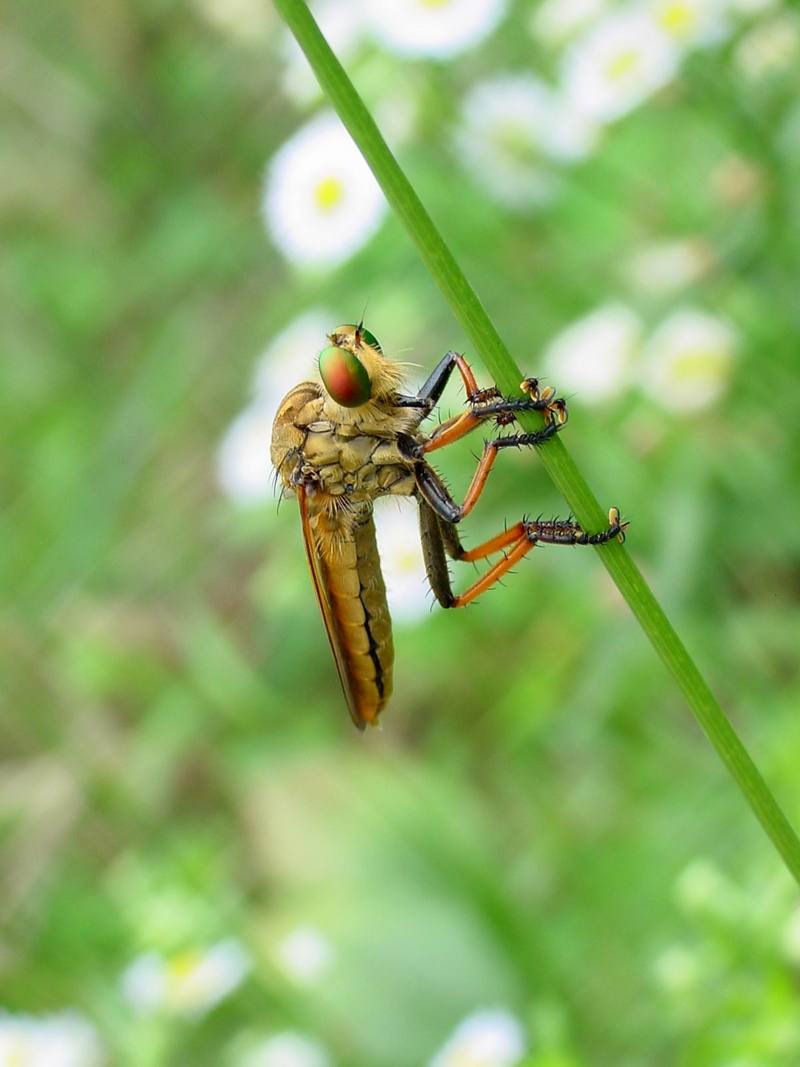 Chinese King Robber Fly (Cophinopoda chinensis) {!--왕파리매-->; DISPLAY FULL IMAGE.