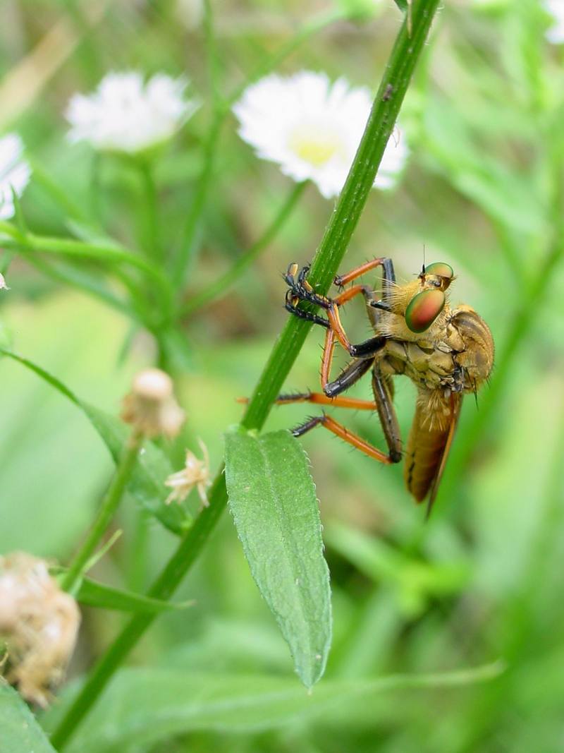 Chinese King Robber Fly (Cophinopoda chinensis) {!--왕파리매-->; DISPLAY FULL IMAGE.