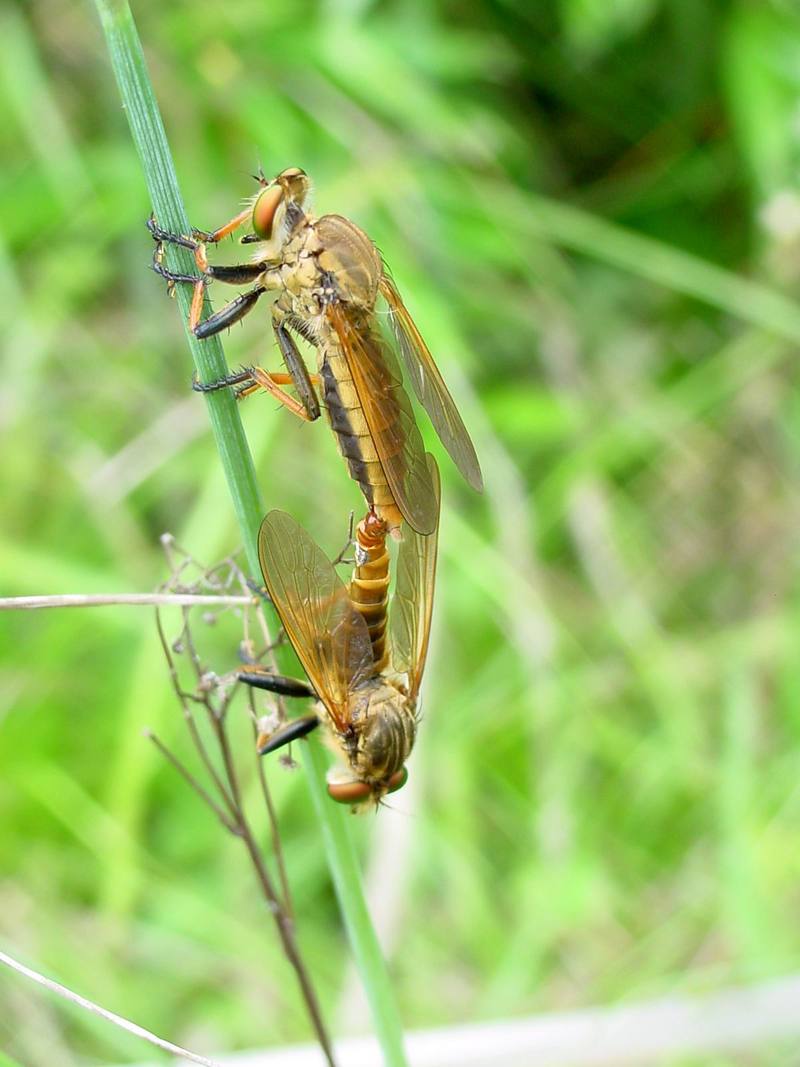 Chinese King Robber Fly (Cophinopoda chinensis) {!--왕파리매--> : mating robber flies; DISPLAY FULL IMAGE.