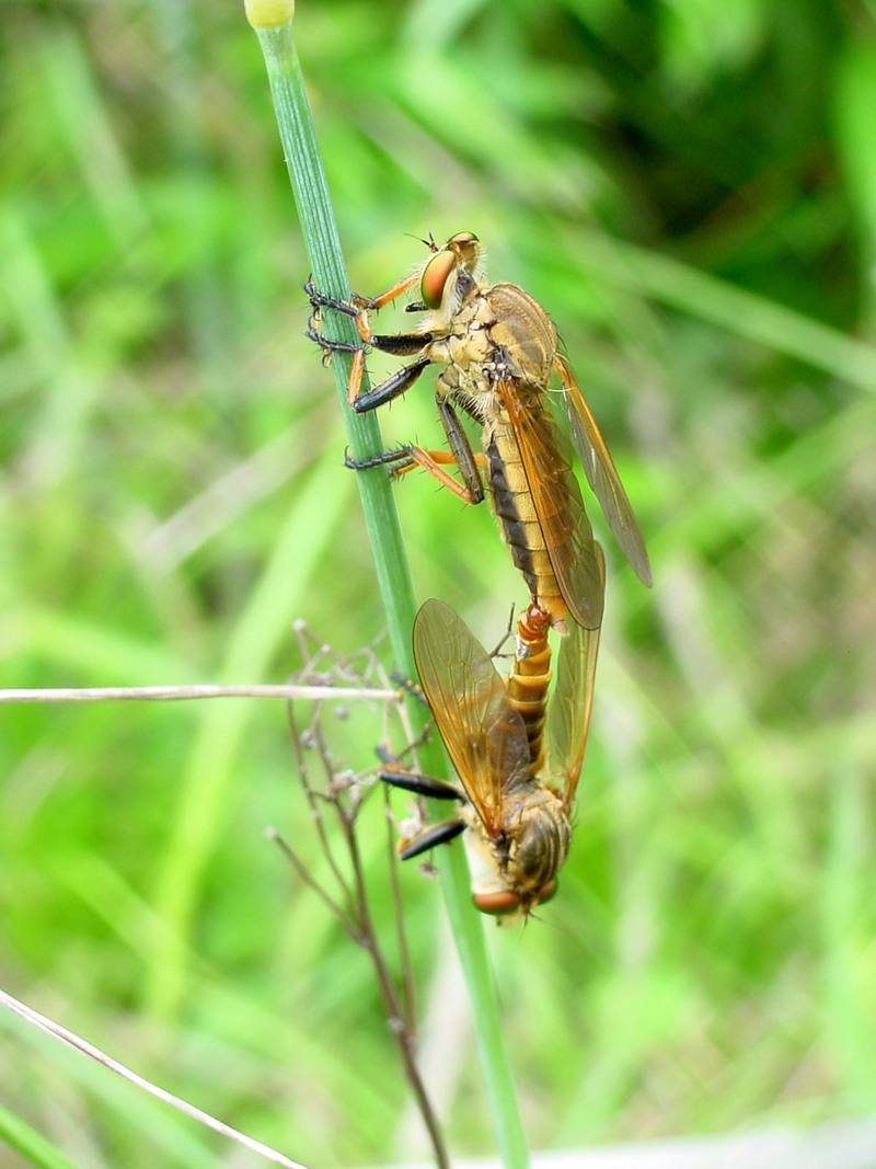 Chinese King Robber Fly (Cophinopoda chinensis) {!--왕파리매--> : mating robber flies; DISPLAY FULL IMAGE.