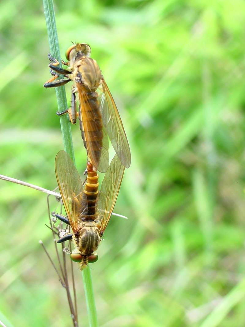 Chinese King Robber Fly (Cophinopoda chinensis) {!--왕파리매--> : mating robber flies; DISPLAY FULL IMAGE.