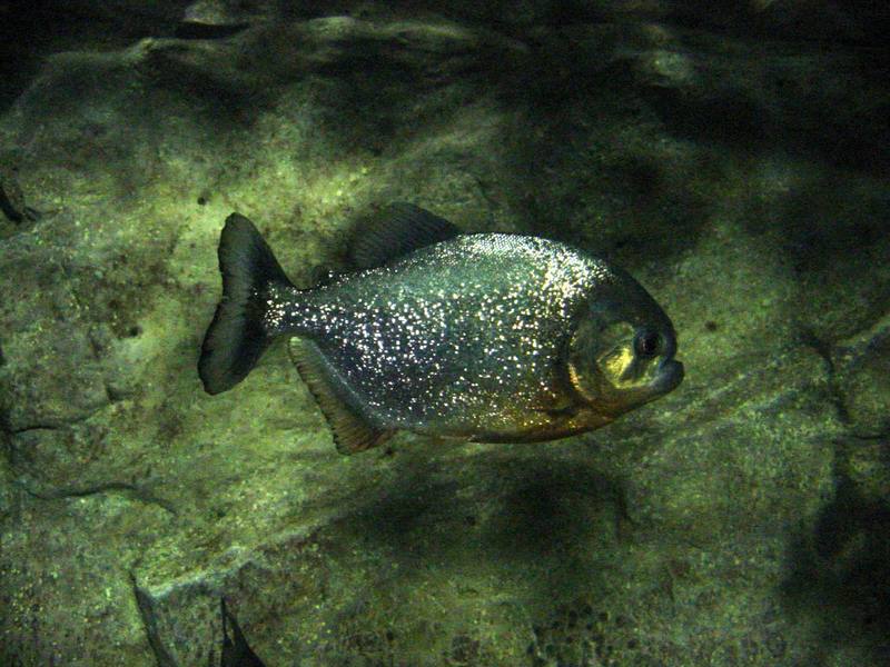 Red-bellied Piranha (Pygocentrus nattereri); DISPLAY FULL IMAGE.
