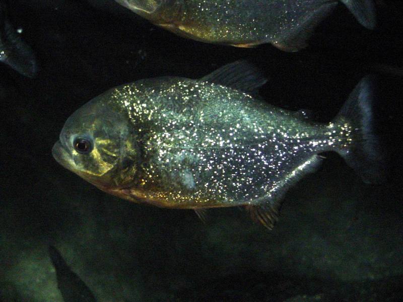 Red-bellied Piranha (Pygocentrus nattereri) {!--붉은배피라냐-->; DISPLAY FULL IMAGE.