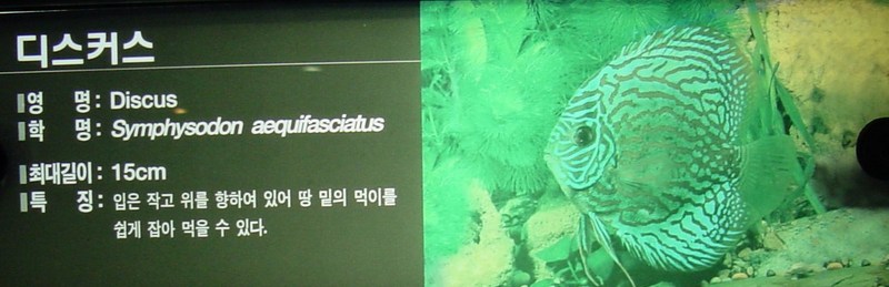 디스커스 (Discus, Symphysodon aequifasciatus Pellegrin, 1904); DISPLAY FULL IMAGE.