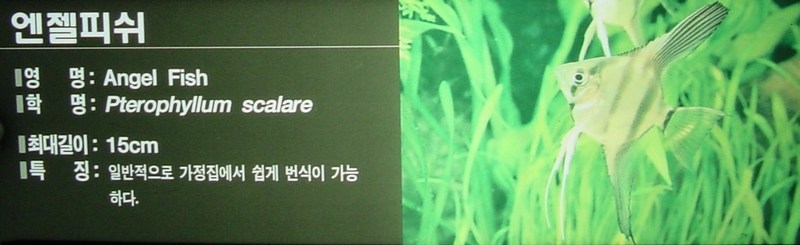 엔젤피쉬 (Angelfish, Pterophyllum scalare); DISPLAY FULL IMAGE.