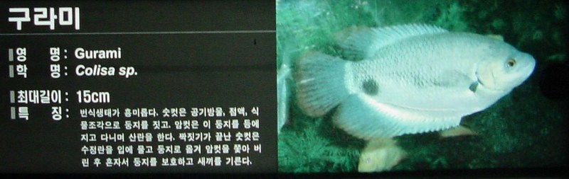 구라미 (Gourami, Colisa sp.); DISPLAY FULL IMAGE.