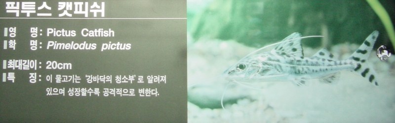 픽투스 캣피쉬(Pictus Catfish, Pimelodus pictus); DISPLAY FULL IMAGE.