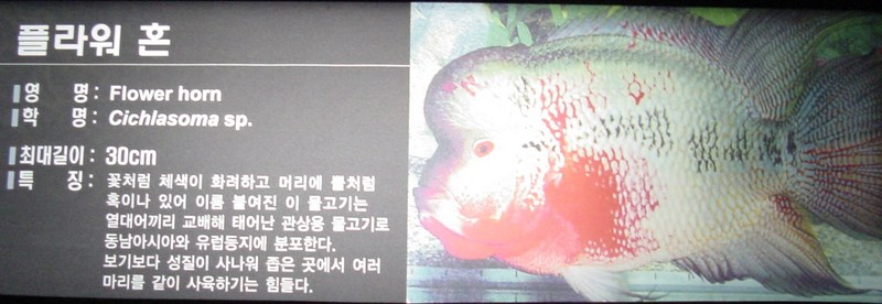 플라워혼 (Flower Horn, Cichlasoma sp.); DISPLAY FULL IMAGE.