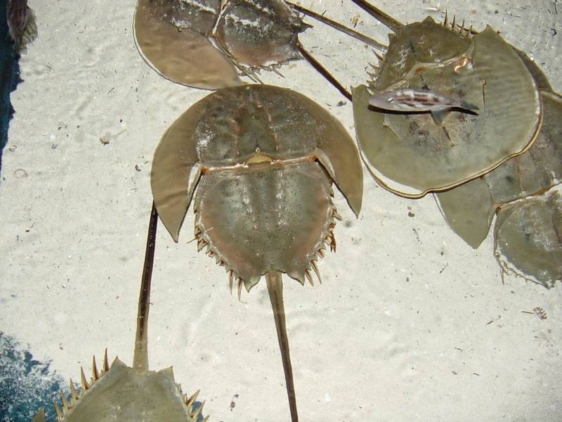 투구게 Limulus polyphemus (Horseshoe Crab); DISPLAY FULL IMAGE.