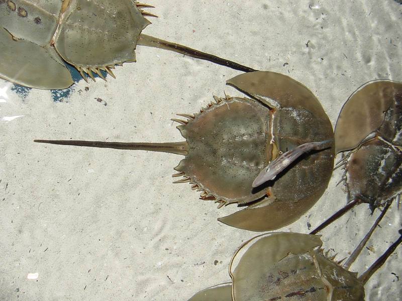 투구게 Limulus polyphemus (Horseshoe Crab); DISPLAY FULL IMAGE.