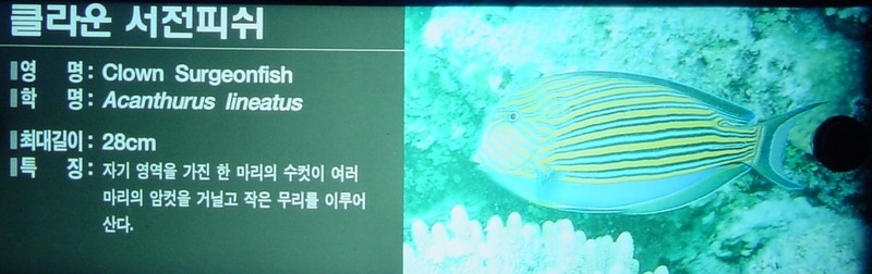 클라운 서전피쉬 (Clown Surgeonfish, Acanthurus lineatus); DISPLAY FULL IMAGE.