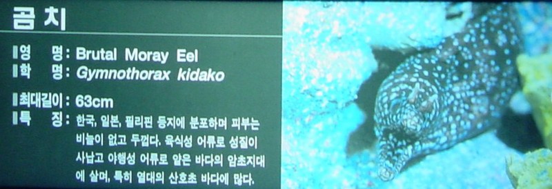 곰치 (Brutal Moray Eel, Gymnothorax kidako); DISPLAY FULL IMAGE.