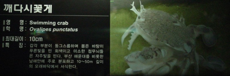 깨다시꽃게 (Swimming Crab, Ovalipes punctatus) -- 해운대 바다 밑의 생물; DISPLAY FULL IMAGE.