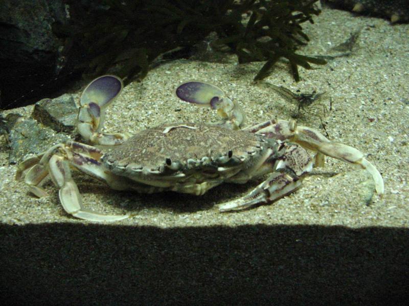 깨다시꽃게 (Swimming Crab, Ovalipes punctatus) -- 해운대 바다 밑의 생물; DISPLAY FULL IMAGE.