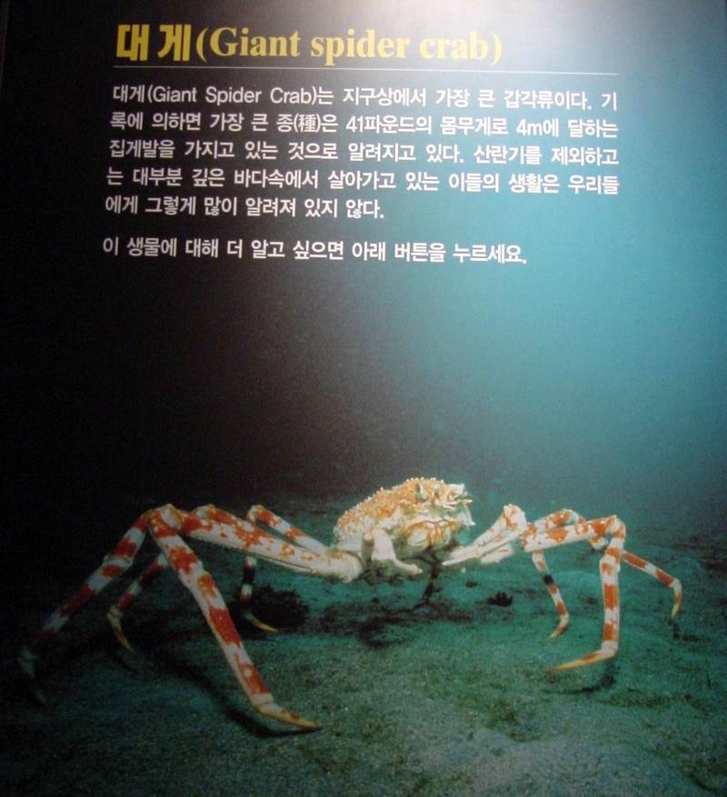 대게 (Giant Spider Crab); DISPLAY FULL IMAGE.