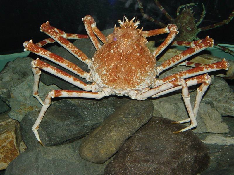 대게 (Giant Spider Crab); DISPLAY FULL IMAGE.